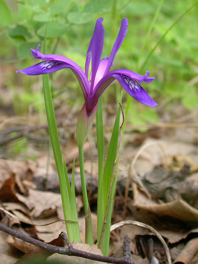 Изображение особи Iris uniflora.