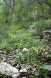 Delphinium freynii. Цветущие растения. Дагестан, Казбековский р-н, окр. пос. Дубки, дубовый лес. 21 июня 2023 г.