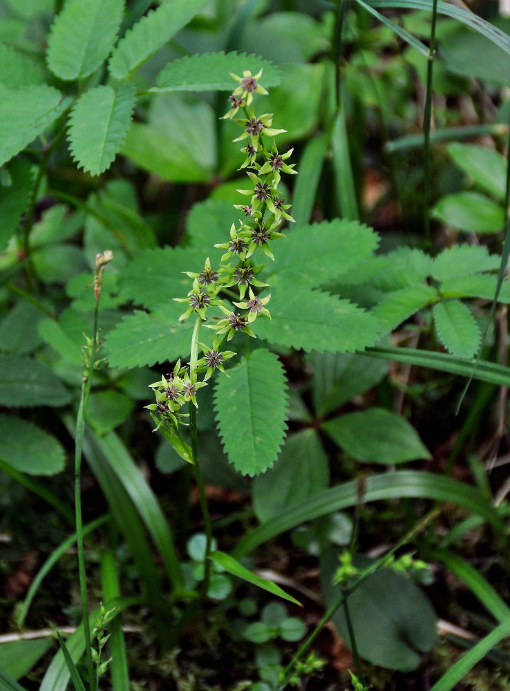 Изображение особи Veratrum anticleoides.