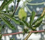 Passiflora caerulea