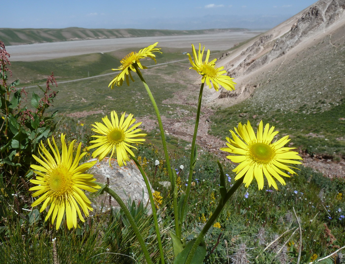 Image of Doronicum turkestanicum specimen.