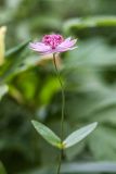 род Astrantia. Верхушка цветущего растения. Кабардино-Балкария, Эльбрусский р-н, подножие пика Терскол, ≈ 2200 м н.у.м., сосновый лес. 22.08.2023.