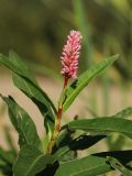 Persicaria amphibia. Верхушка побега с соцветием. Санкт-Петербург, г. Кронштадт, заказник \"Западный Котлин\"; юго-западное побережье о-ва Котлин, берег Финского залива, песчаный пляж. 25.08.2023.