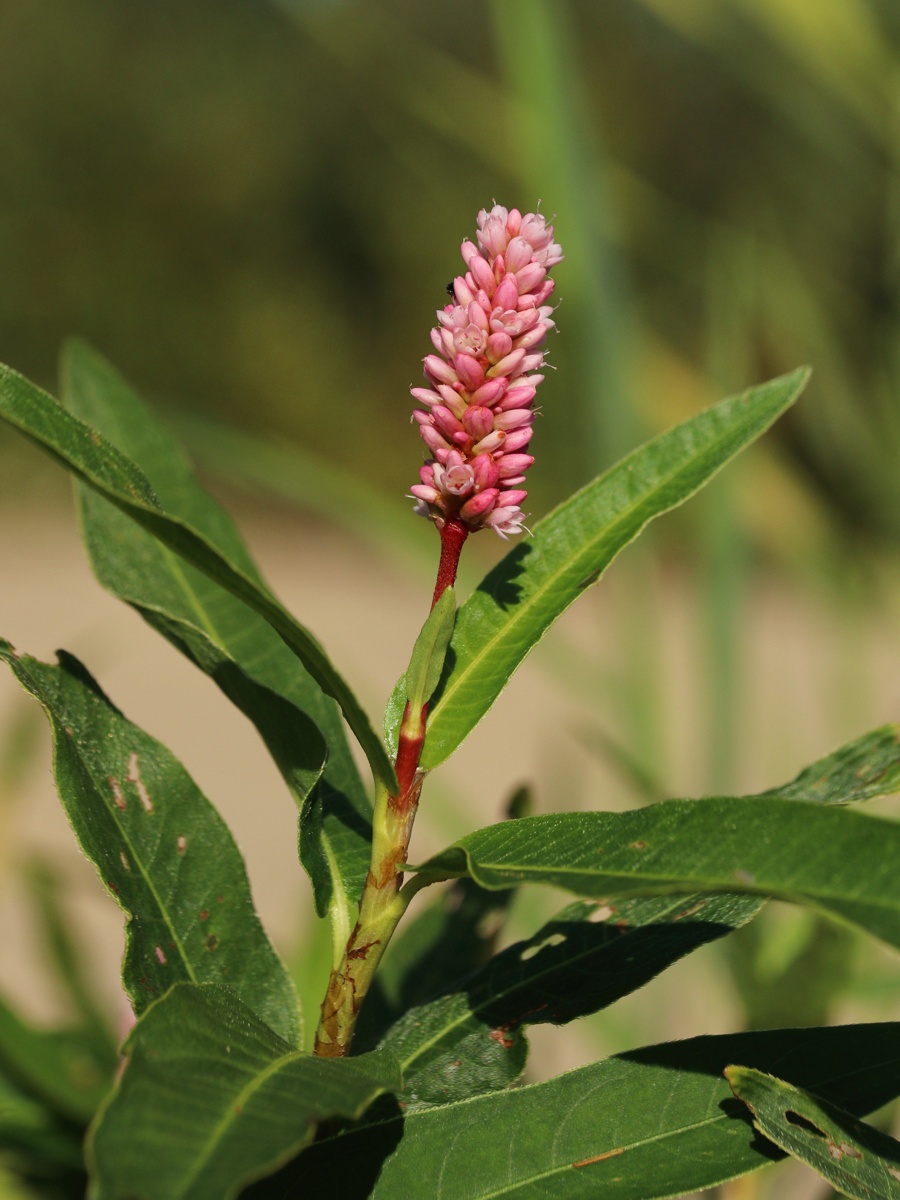 Изображение особи Persicaria amphibia.