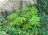 Fatsia japonica. Вегетирующее растение. Бельгия, Западная Фландрия, г. Брюгге, озеленение. Октябрь.