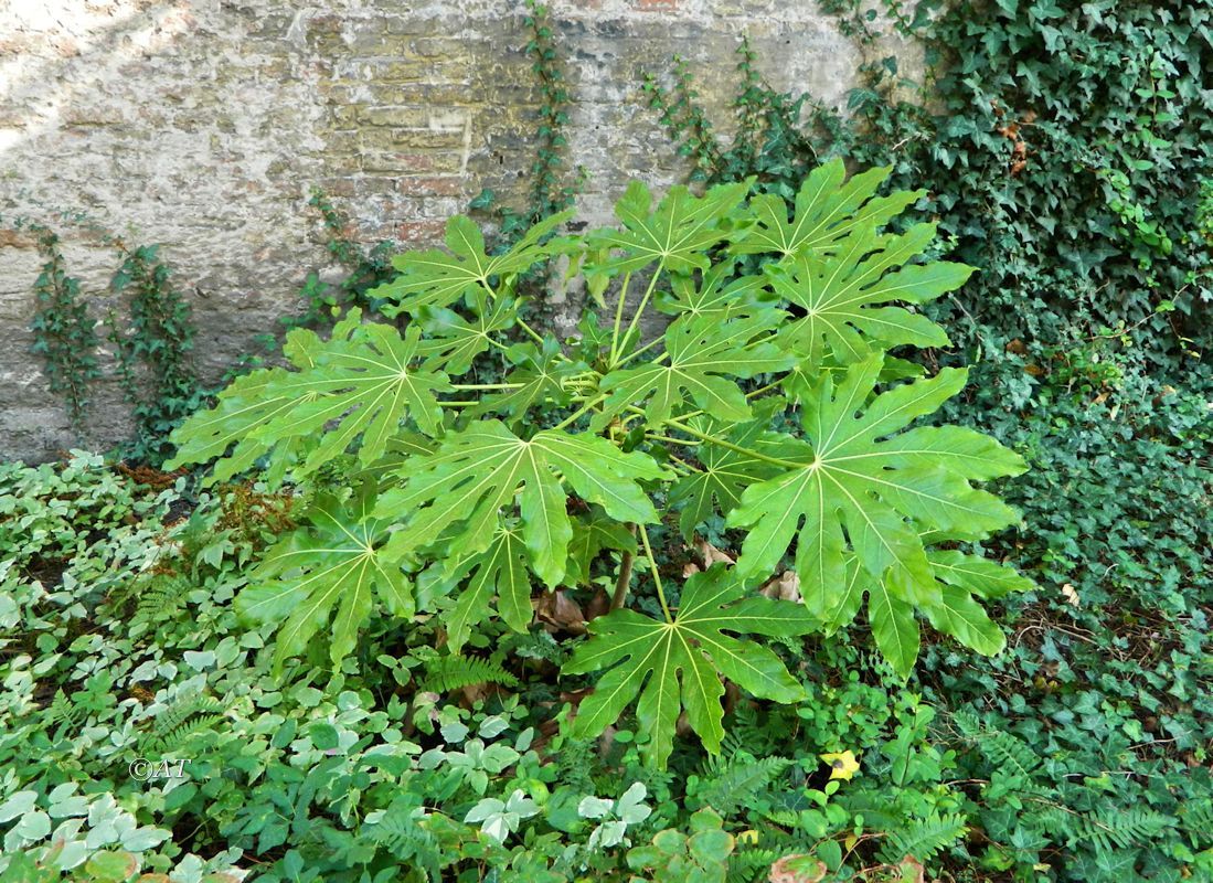 Image of Fatsia japonica specimen.