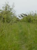 Poa angustifolia