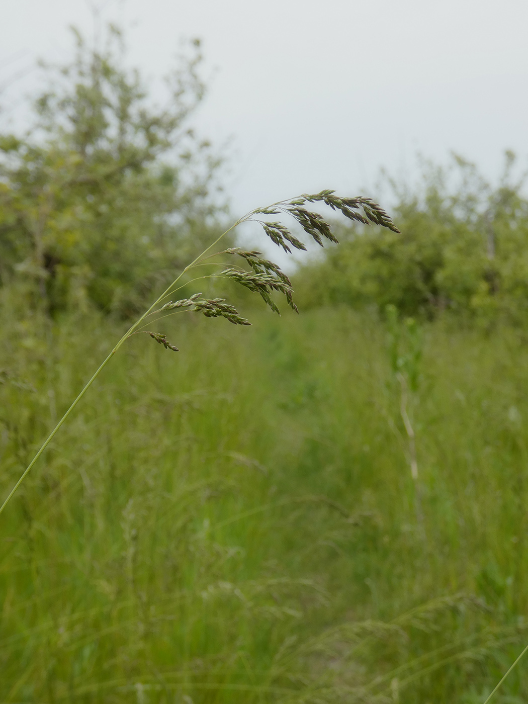 Image of Poa angustifolia specimen.