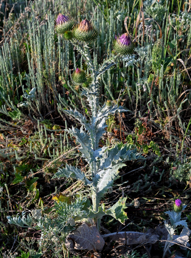 Image of Onopordum acanthium specimen.
