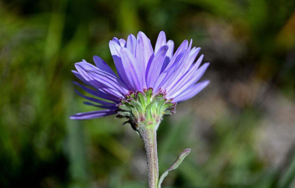 Изображение особи Aster alpinus.