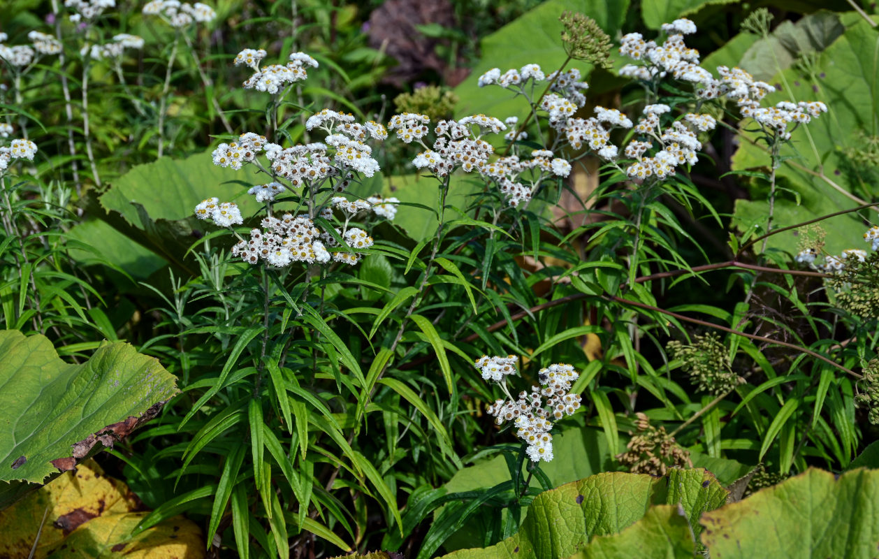 Изображение особи Anaphalis margaritacea.