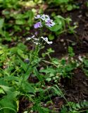 Hesperis matronalis. Верхушка цветущего растения. Армения, обл. Тавуш, Дилижанский национальный парк, берег оз. Парз, ≈ 1300 м н.у.м., опушка широколиственного леса. 22.06.2022.