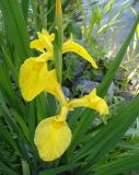 Iris pseudacorus