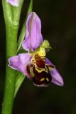 Ophrys apifera