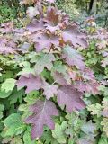 Hydrangea quercifolia