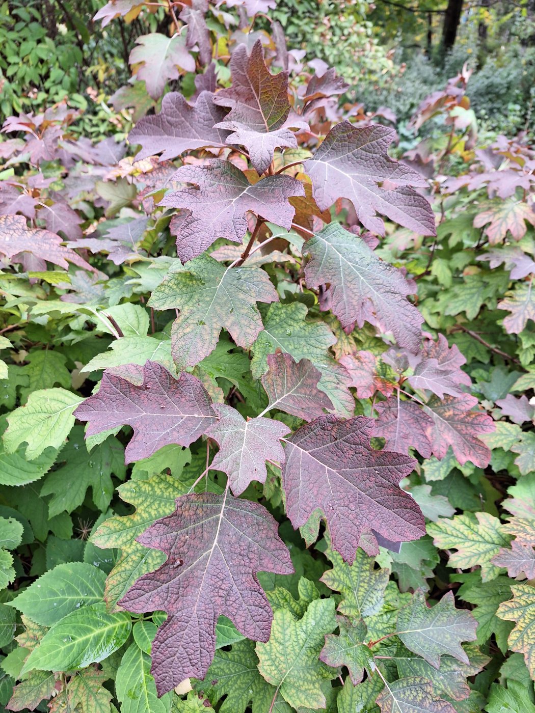 Image of Hydrangea quercifolia specimen.