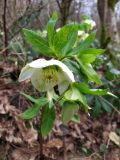 Helleborus caucasicus. Верхушка цветущего растения. Краснодарский край, городской округ Сочи, Хостинский р-н, дорога к Орлиным скалам, широколиственный лес. 11.02.2024.