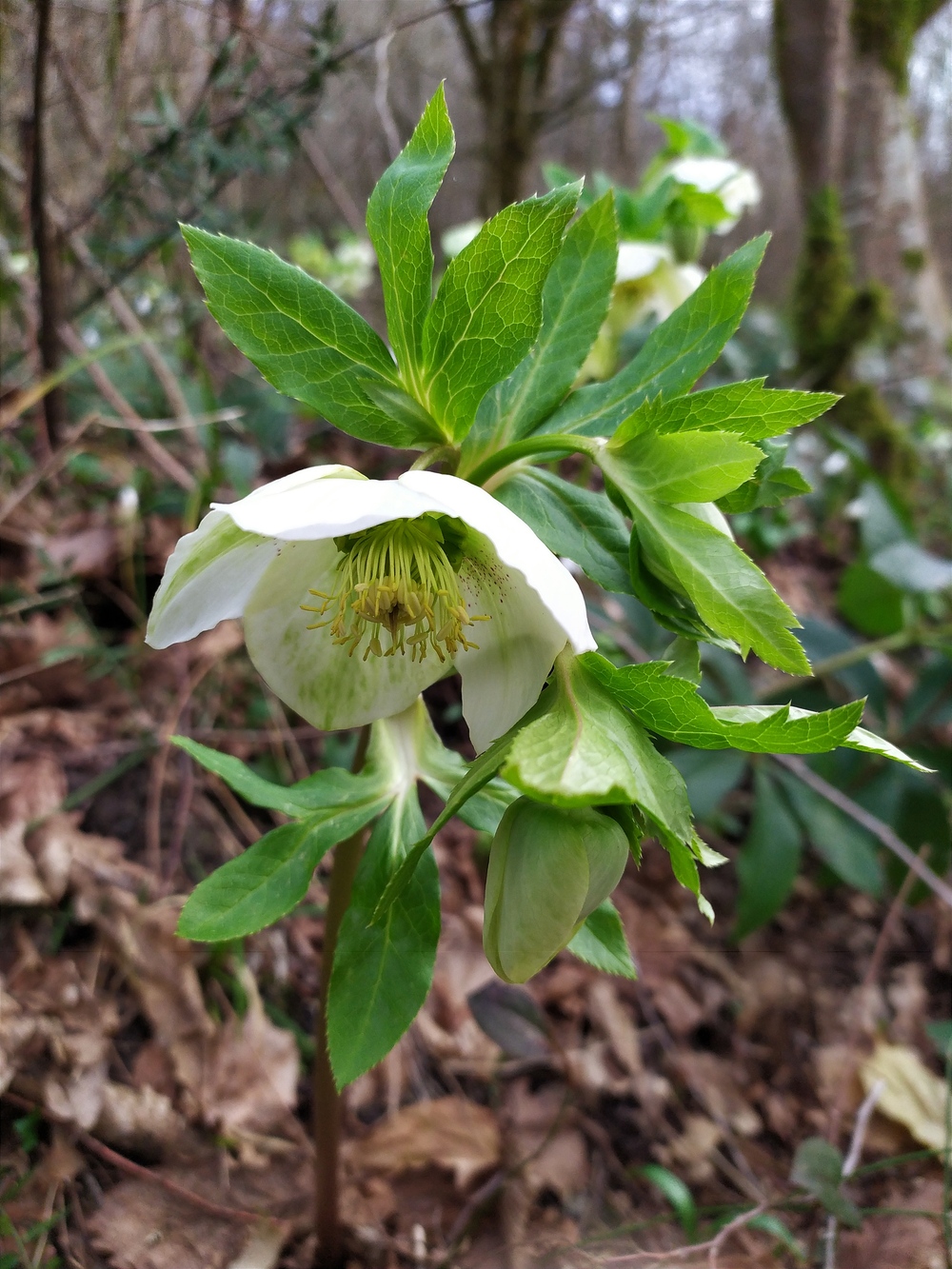 Изображение особи Helleborus caucasicus.