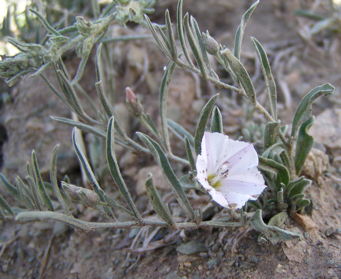 Image of Convolvulus ammannii specimen.