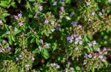 genus Thymus. Верхушки побегов с соцветиями. Чечня, Итум-Калинский р-н, окр. с. Ведучи, ≈ 1500 м н.у.м., каменистый склон. 27.07.2022.