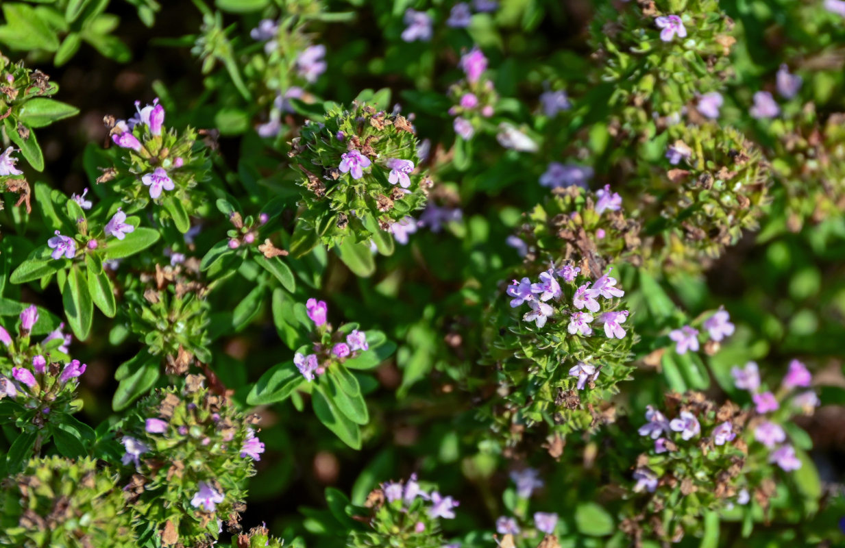 Изображение особи род Thymus.