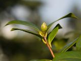 Camellia japonica. Верхушка побега с бутоном. Краснодар, парк \"Краснодар\", Японский сад, в культуре. 01.01.2024.