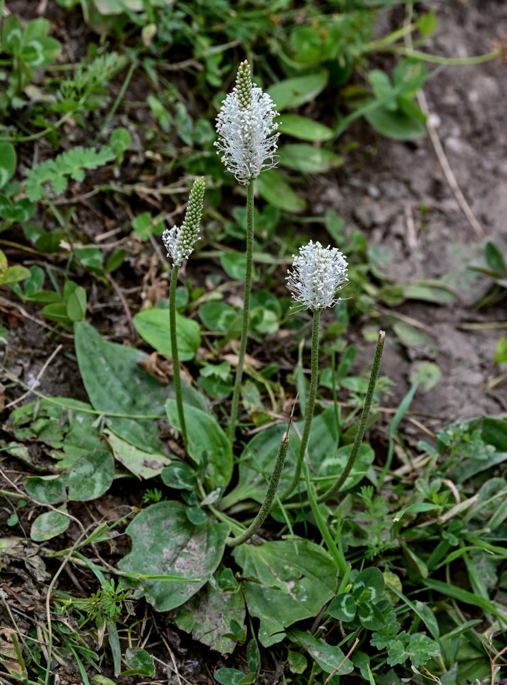 Изображение особи Plantago media.