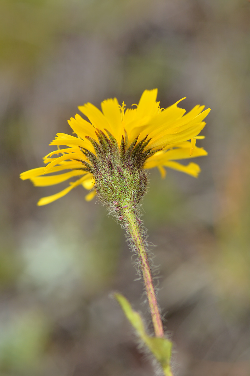 Изображение особи Hieracium schmalhausenianum.