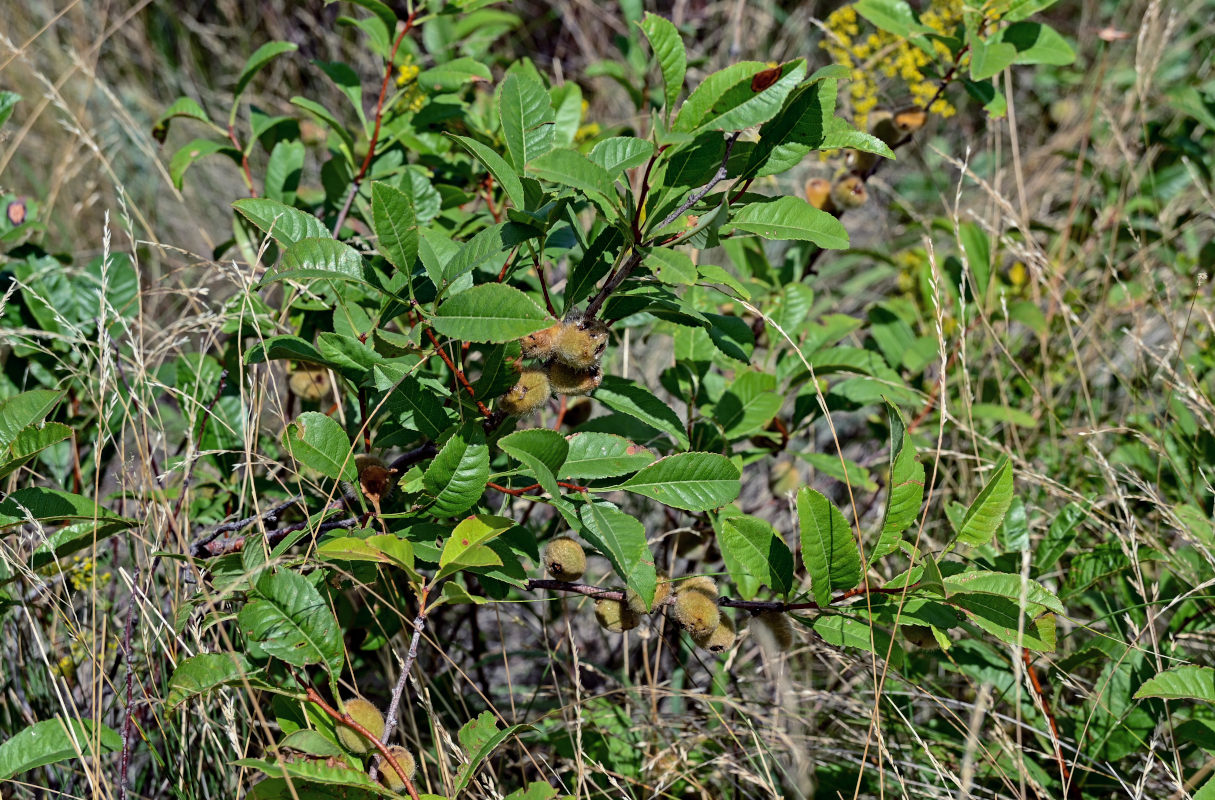 Image of Amygdalus nana specimen.