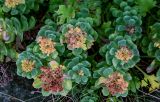 Rhodiola integrifolia. Верхушки побегов с соплодиями разной степени зрелости. Курильские о-ва, о-в Итуруп, окр. мыса Одесский, у подножия скалы. 21.08.2023.