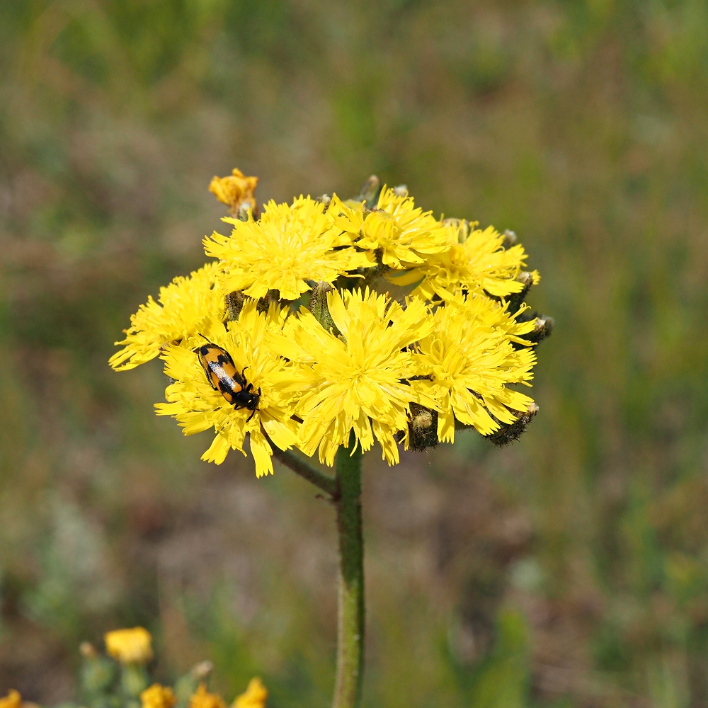 Image of Pilosella cymosa specimen.