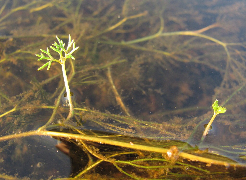 Image of Ranunculus trichophyllus specimen.
