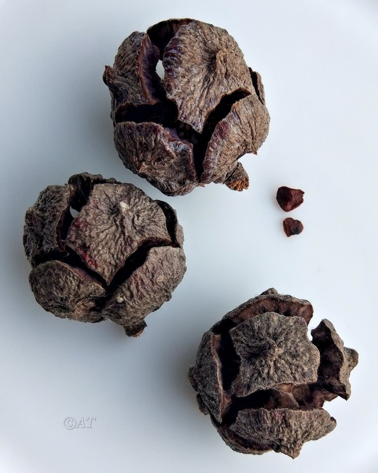 Изображение особи Cupressus arizonica.