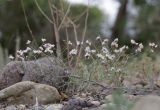 Limonium michelsonii. Цветущее растение. Казахстан, Алматинская обл., нац. парк \"Чарын\", 18 км ЮЗЗ с. Чунджа, пойма р. Чарын, саксаульник. 12 мая 2024 г.