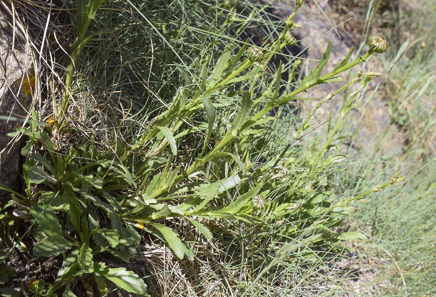 Изображение особи Leucanthemum catalaunicum.