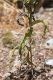 genus Cynoglossum. Нижняя часть плодоносящего растения. Турция, пров. Анталья, окр. бухты Чиралы, Ликийская тропа, каменистый склон. 29.05.2024.