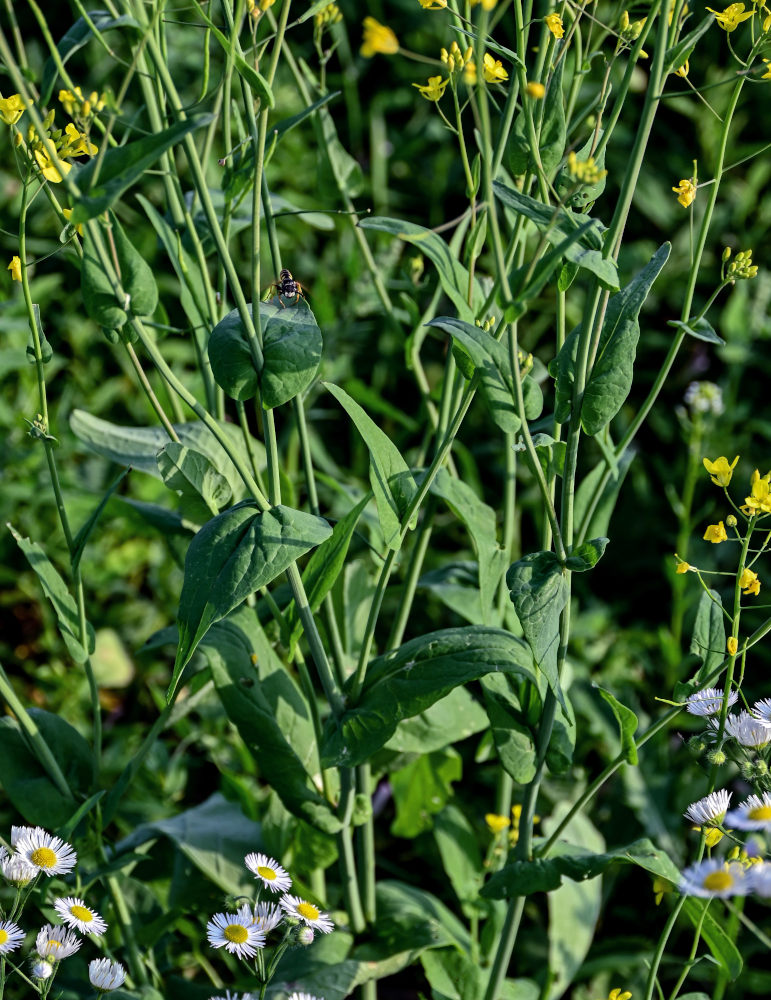 Image of Brassica campestris specimen.