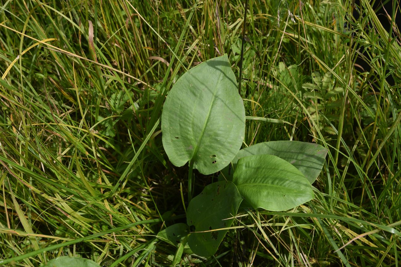 Image of Alisma plantago-aquatica specimen.