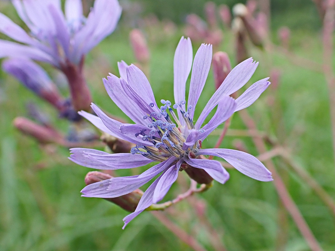 Image of Lactuca sibirica specimen.