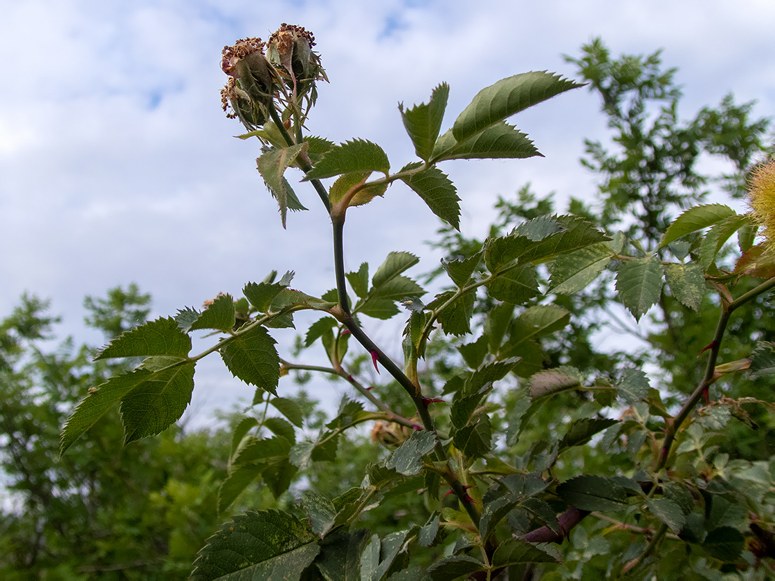 Изображение особи Rosa corymbifera.