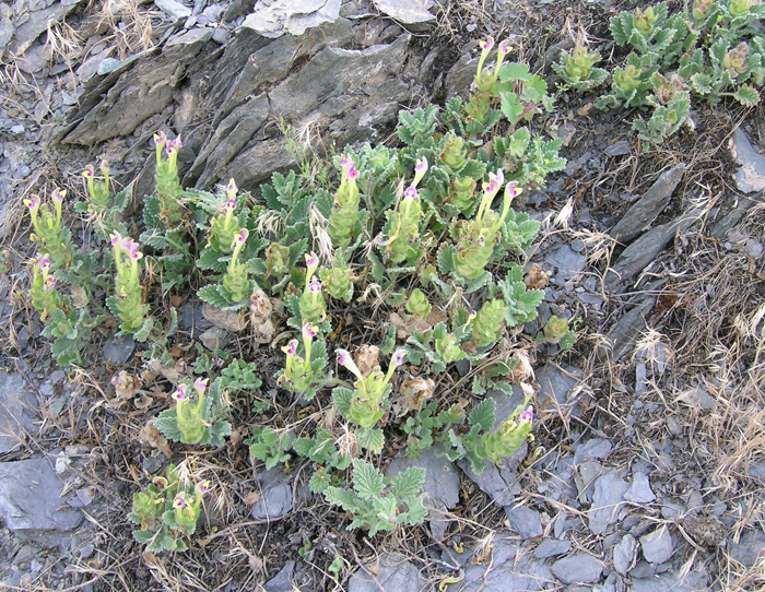 Image of Scutellaria lanipes specimen.