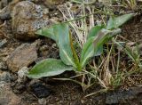 Scorzonera austriaca