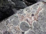 Image of taxon representative. Author is Виталий Берков