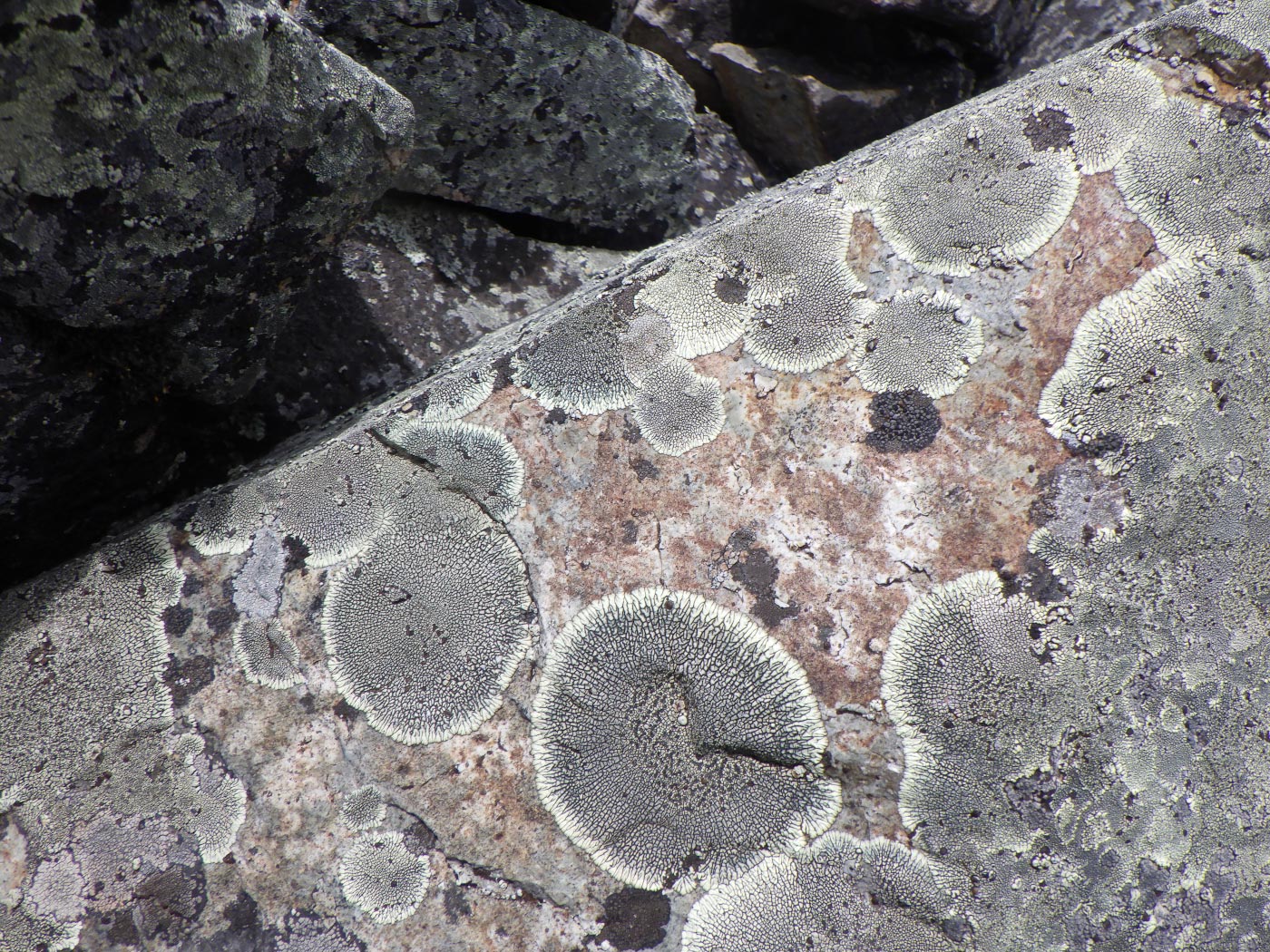 Image of Dimelaena oreina specimen.