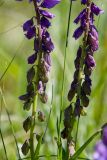 Polygala sibirica