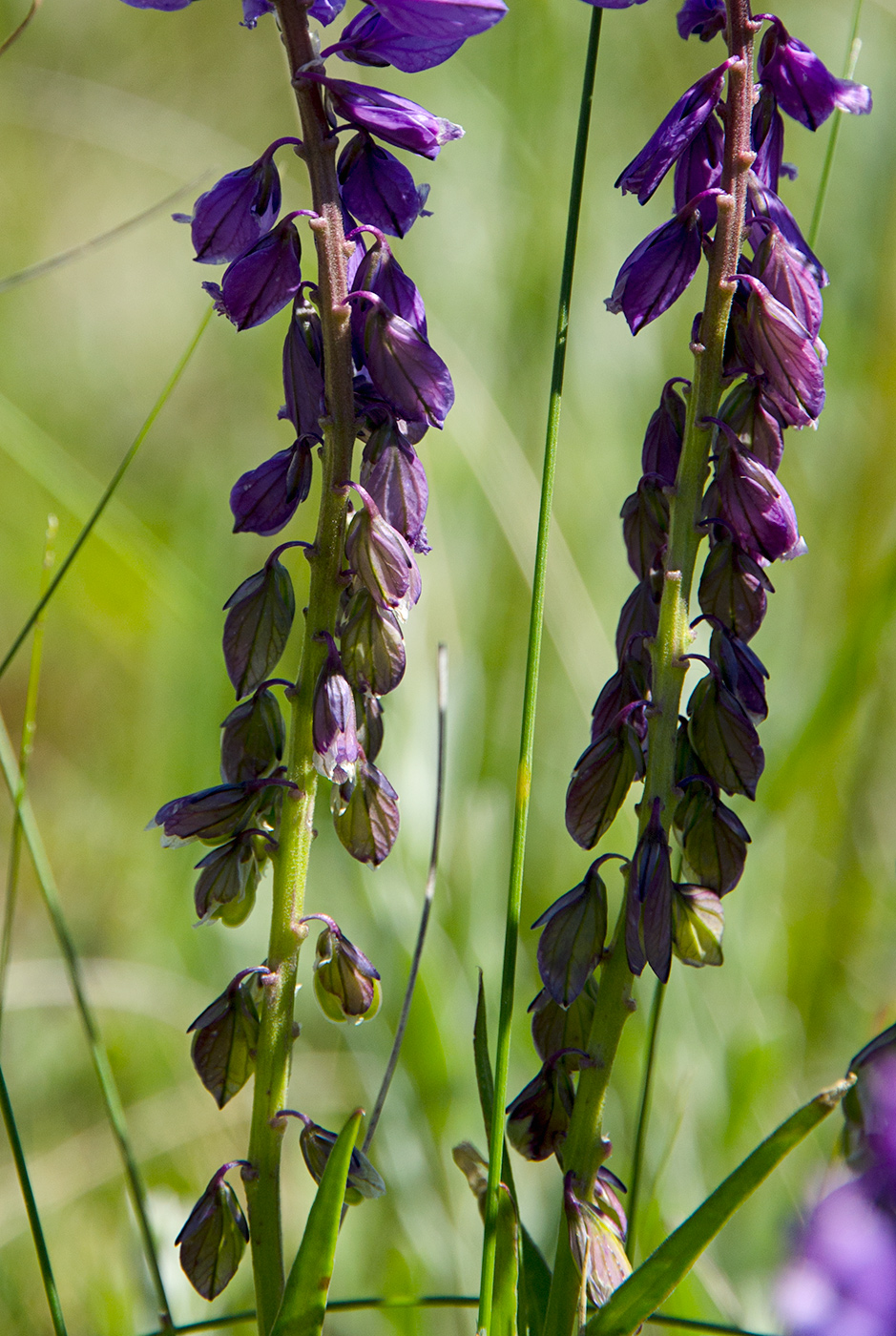 Изображение особи Polygala sibirica.