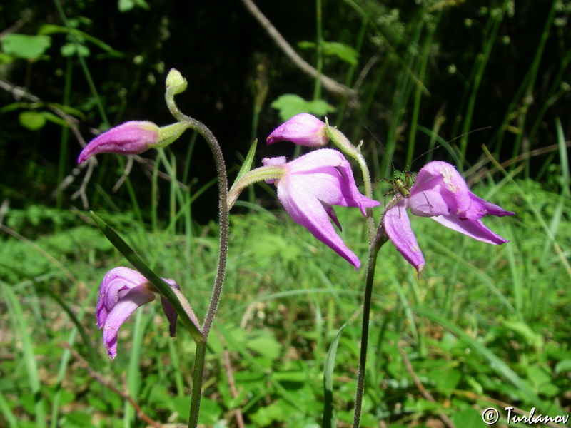 Image of Cephalanthera rubra specimen.