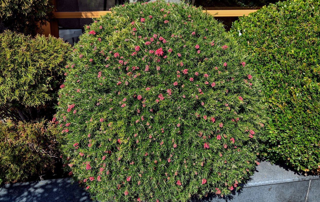 Image of Grevillea rosmarinifolia specimen.