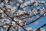 род Prunus