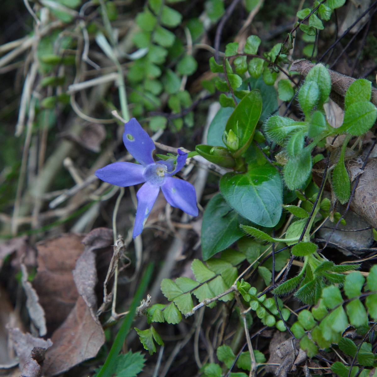 Image of Vinca major specimen.